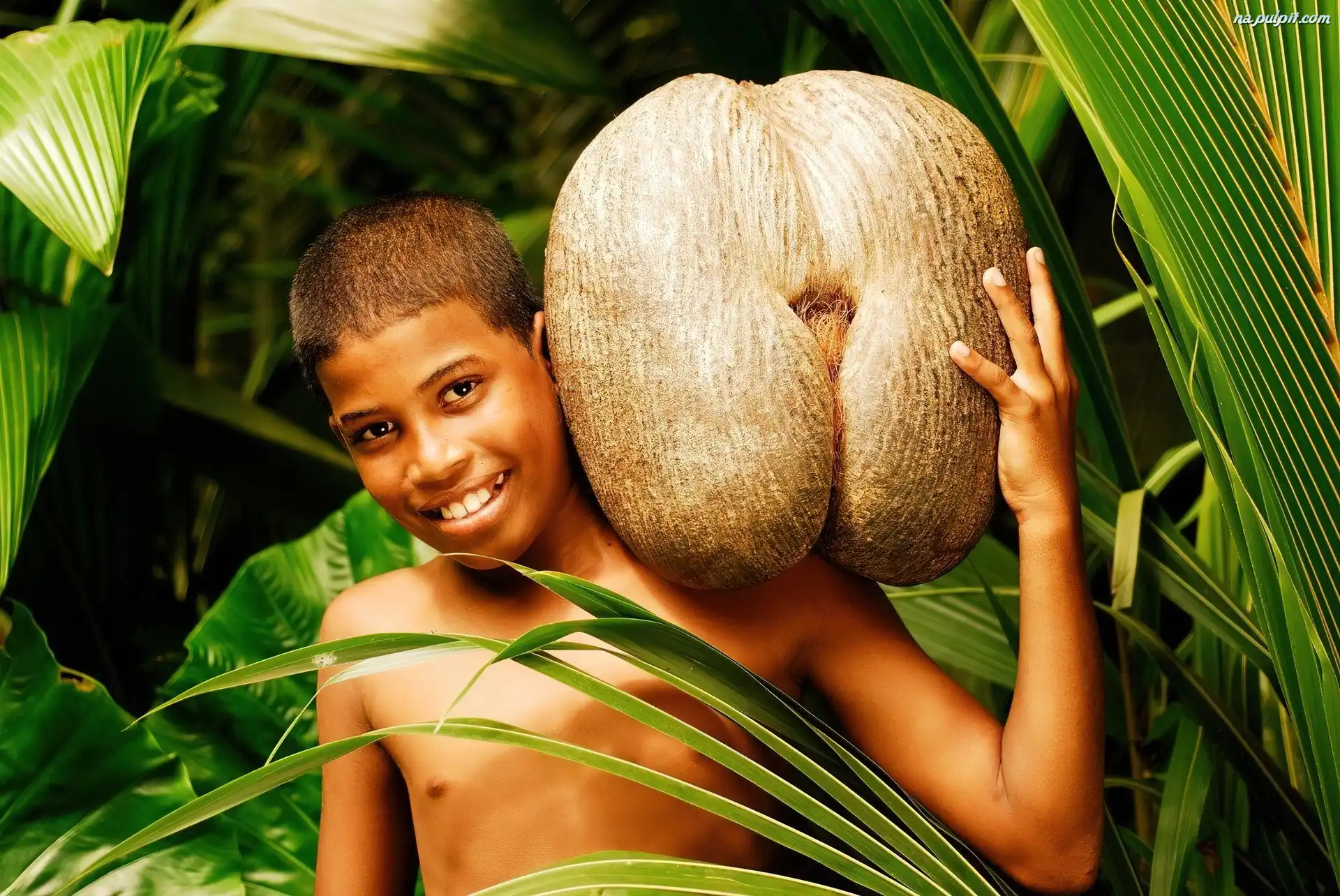 Srilanka, Orzech, Ch³opiec, Kokosowy